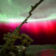 Illustration for article titled Watch for Incredible Northern Lights From Tonight's Geomagnetic Storm